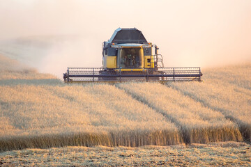 combine harvester harvests wheat in the field. agronomy and grain industry