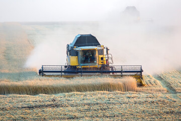 Fototapeta premium combine harvester harvests wheat in the field. agronomy and grain industry
