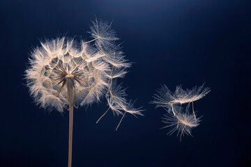 Fototapeta premium dandelion seeds fly from a flower on a dark background. botany and bloom growth propagation