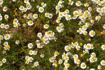 daisies, small white flowers with a yellow center, commonly called the German daisy. One of the popular colors.