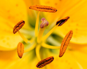 Das Innere einer gelben Blüte mit viel Pollenstaub im Sonnenlicht  © JonasTh