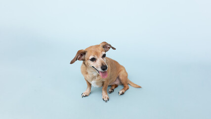 Mixed Breed Dog on Blue Background