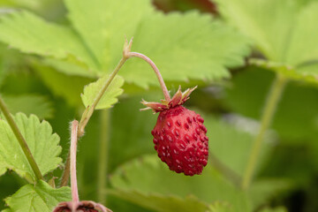 Fragaria vesca wild strawberry, creeping plant with intense green leaves and marked nerves, red fruits with small prominences where the seeds are lodged
