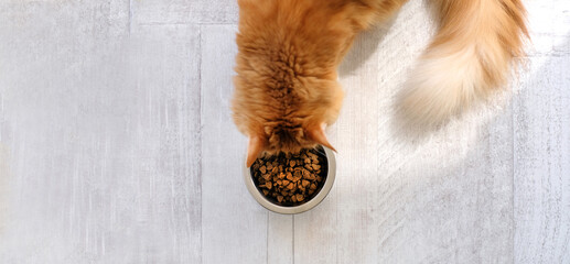 Ginger cat eating cat's food from a bowl. Top view, copy space