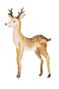 Deer with horns isolated on a white background, watercolor hand drawn illustration. Wild brown deer, cute childish cartoon drawing.