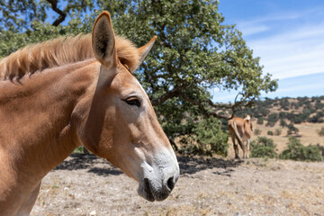 Obraz premium Side Angle of a Mule Face, Close up of Mule Head
