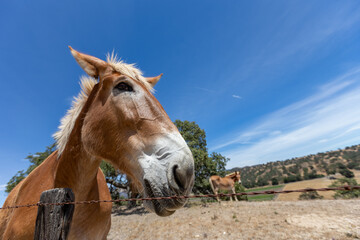 Low Angle of a Mule Animal