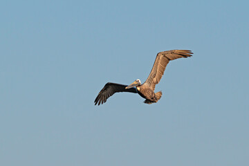 Brown pelican soaring in a clear sky.