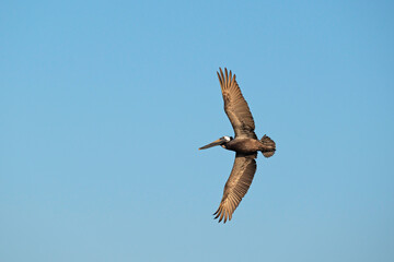 Brown pelican with wings fully extended in flight.