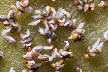 Germinated arugula seeds one day after sowing them in a nutrient medium. Hydroponics. Germination of plant seeds. Super macro. Selective focus.