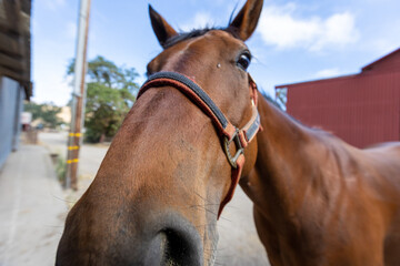 Horse Nose Close Up