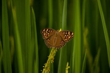 Junonia lemonias, the lemon pansy, is a common nymphalid butterfly sitting in flower of rice.