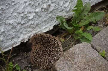 Hedgehog on city street at the house. Stavanger, Norway.