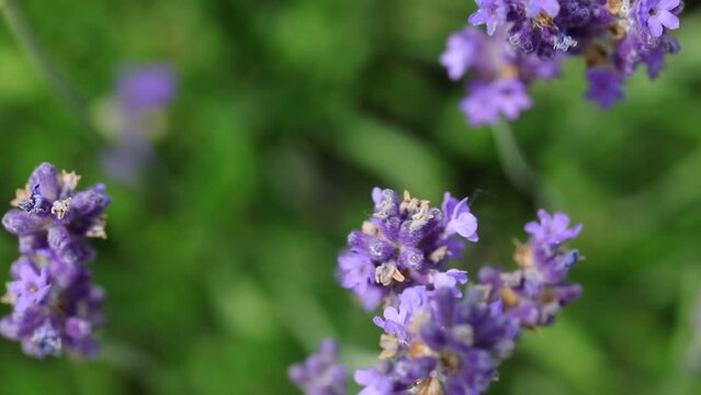 butterfly of the species Vanessa cardui that flies over the fragrant lavender flowers in spring