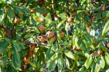 Ripe almond nuts on the branches of almond tree in early autumn. Ripe almonds on the tree branches. Guadix, Spain.