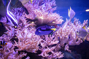 Photo underwater sea coral and fish surgeon