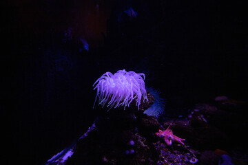 Photo sea anemone under water