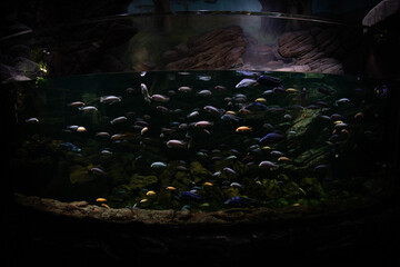 Photo a large marine aquarium with fish
