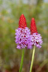 Vial's primrose (Primula vialii) orchid primrose