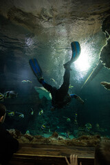 Photo scuba diver under water