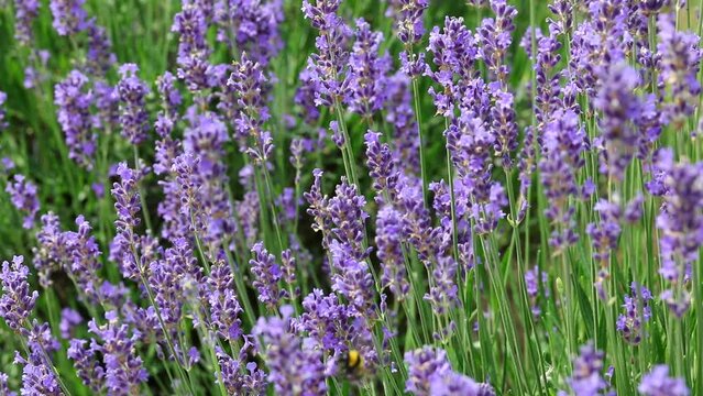 fragrant lavender flower blown by the breeze in summer during the period of maximum flowering