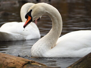 Swans on the palace ponds in the park of the Gatchina Museum-Reserve. Gatchina, Russia.