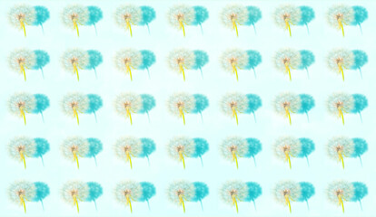 White dandelion inflorescences and shadow pattern on light shade of blue background. Summer Color Trends 2022, Attention-grabbing Palettes. Creative copy space for seasonal projects and basis designs.