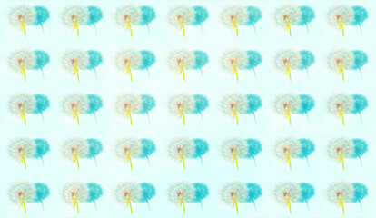 White dandelion inflorescences and shadow pattern on light shade of blue background. Summer Color...
