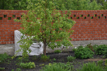 Drops of spring rain in a green garden