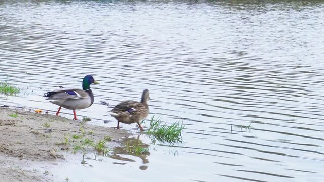 Group of duck swimming and seeking for food in pond. Footage of wild ducks in water