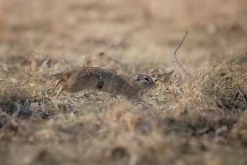 European ground squirrel, damaged, running, wildlife
