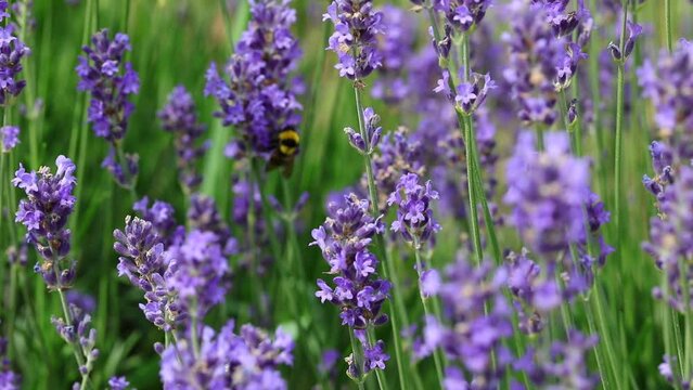 Bumblebee flies and sucking nectar from fragrant Lavender flowers in spring