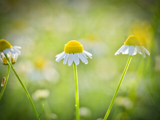 Kamillenblüten