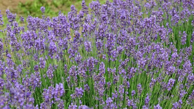 bee flies sucking the nectar from lavender flowers 