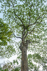 Earth Day concept with tropical forest background, natural sence with canopy tree