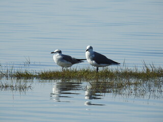 A pair of seagulls enjoying a beautiful day in the wetlands of Assateague Island, Worcester County, Maryland.