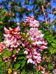 pink and white flowers