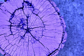 abstraction, the texture of the stump is painted purple