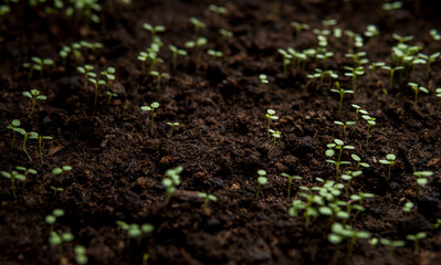 green seedlings