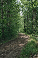 empty road through the forest
