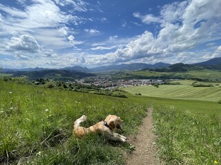 Cute puppy dog on the hike