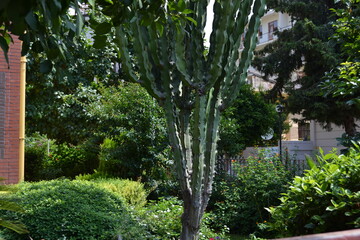 A huge cactus against the background of bright green bushes in the yard