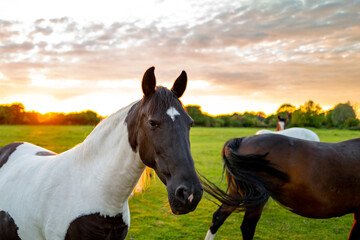 A young mare seen waiting by the entrance of a paddock, waiting to be feed by the farmer. Seen...