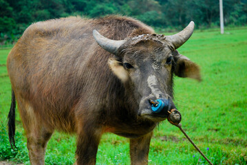 Farm aniaml on Cat Ba island, Vietnam