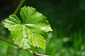 green vine leaf shining in the sun