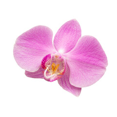 pink orchid flower isolated on white background