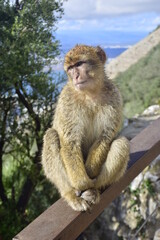 Gibraltar, United Kingdom - 07 november 2019: The Barbary macaque, also called the Gibraltar monkey, is found in some areas of the Atlas Mountains of Africa and on the Rock of Gibraltar.