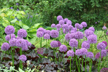 Fototapeta premium Purple allium 'Globemaster' in flower