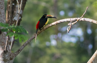 Black toucan in tree observing
