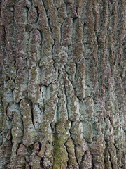 Abstract background. The bark of an old oak close-up.